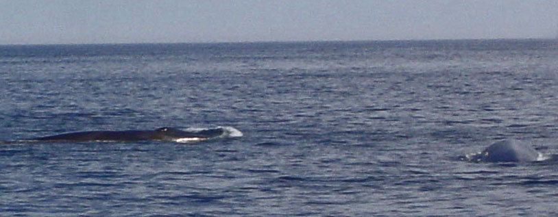 Whales 1