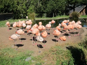 flamingoes